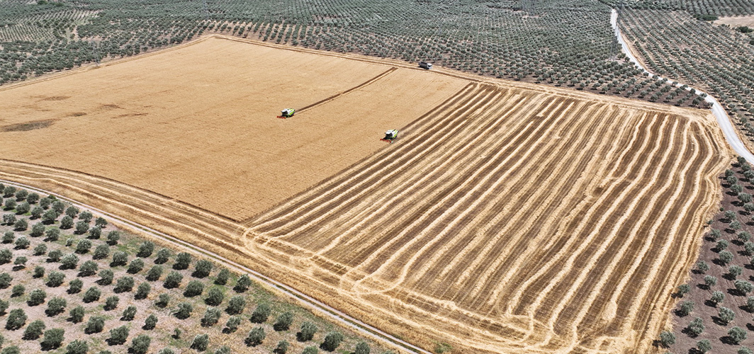 Akhisar Belediyesi 400 dönümlük arazisinde buğday hasadına başladı